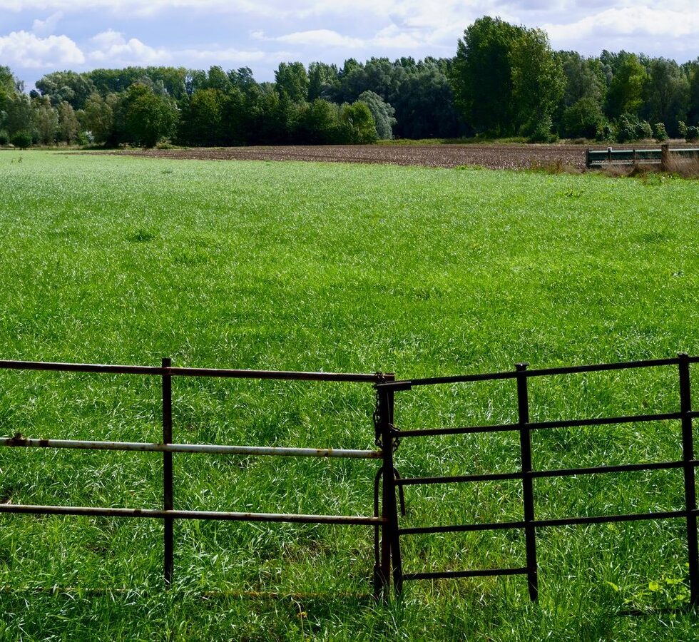 De Ultieme Gids voor het Creëren van een Mooie en Functionele Tuinafscheiding