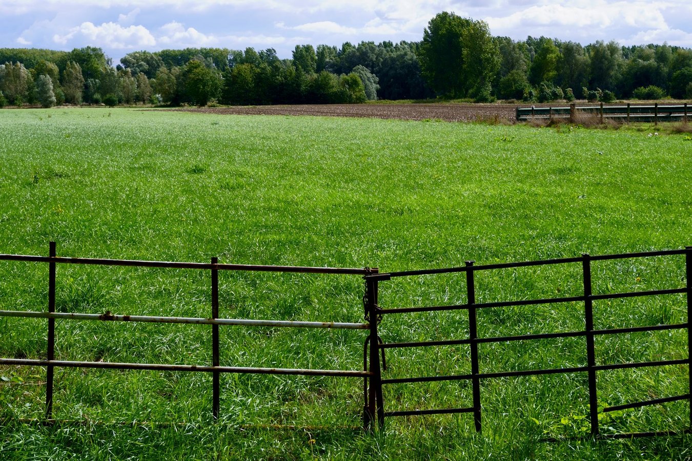 De Ultieme Gids voor het Creëren van een Mooie en Functionele Tuinafscheiding